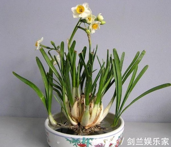 以下5种花最适合扔水里养,丢水里不用管,叶子油亮还照样开花!