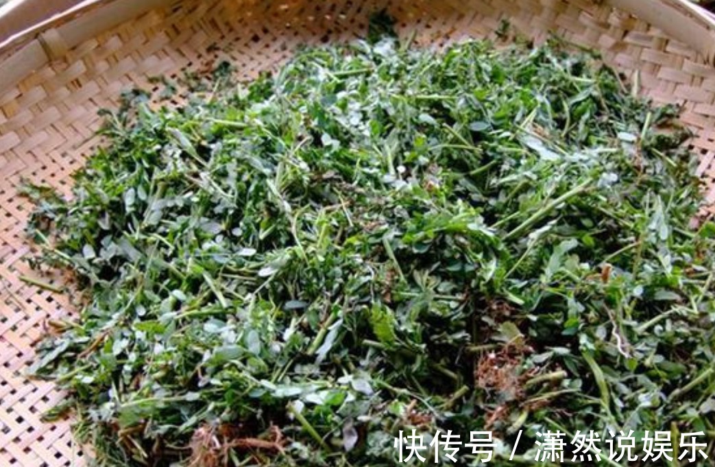 野草|农村一种常见野草,有很高的药用价值,治疗外伤很有帮助