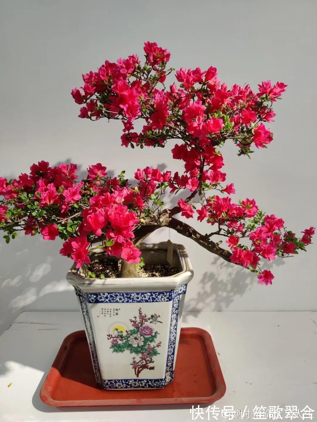 叶片|人养花,花也养人,家里养这10种花,越养越健康