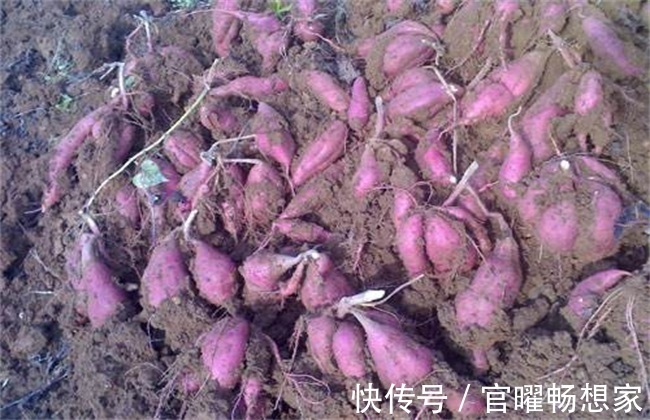 紫薯属于红薯的一种，营养价值比较高，种植紫薯种植前景如何呢