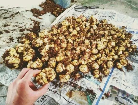 养花技巧这花不是一次性，开完别扔，还能再养7、8年