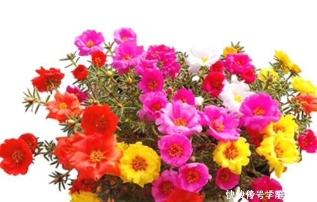 养花|养花怕养不好就选三种花,有土有水就行,随手一养就爆盆!