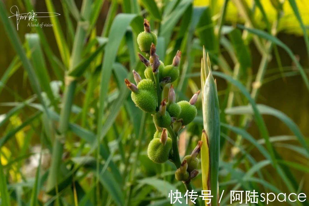 浙大|杭州有个风景秀丽的迷你“和平岛”，就隐于浙大校园“小西湖”里