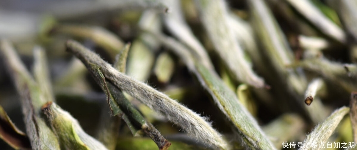 泡茶前需要洗茶吗?