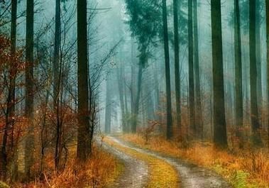 寂寞梧桐深院锁清秋$袁枚的一首五律,前六句看似平淡,最后两句却如奇峰突起