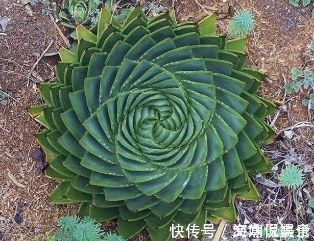 一盆芦荟1万多，一棵能长50年，越老越值钱，你见过芦荟女王吗