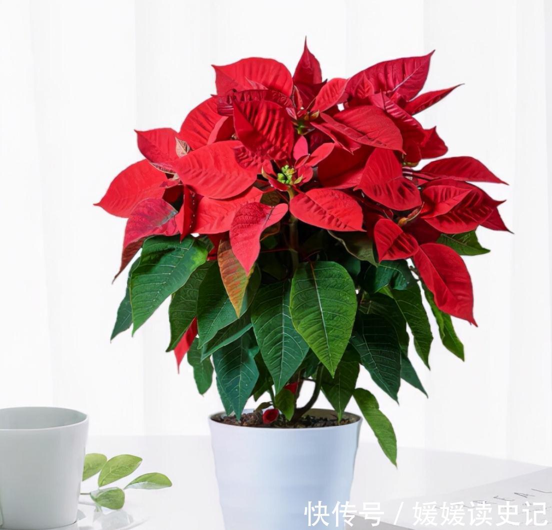 10种“旺运花”,家里至少养一盆,漂亮吉祥还“养人”