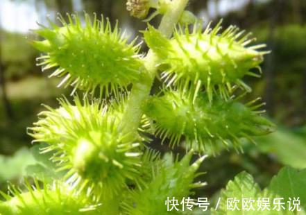 祛风|李时珍称它为风湿克星,祛风止痛,老寒腿关节炎都被“赶跑”