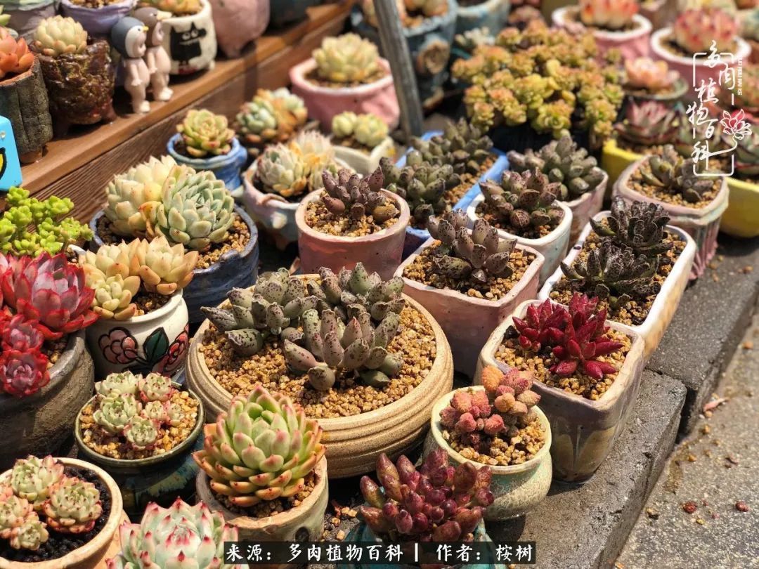 多肉度夏经验谈四季皆露养，兢兢业业养肉三年半！