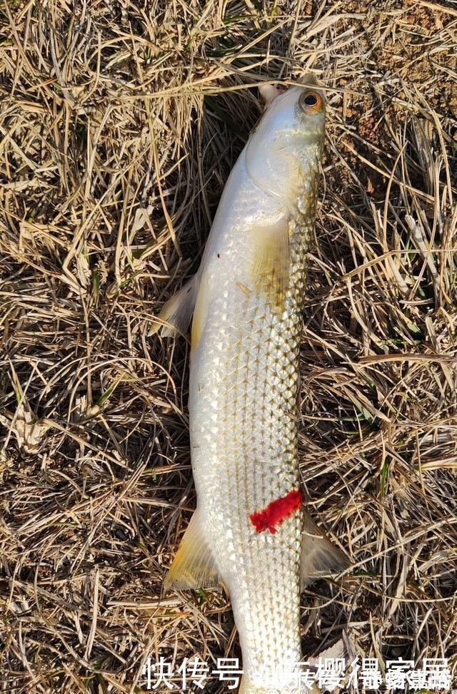 钓友们|钓鱼不用饵，空钩就能钓上几十斤，钓友们说这算不算钓鱼？