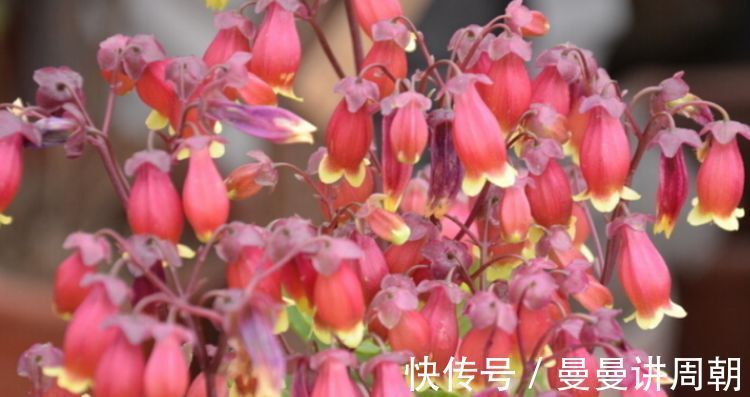 太阳花|聪明人都养4种花,看了就让人沉醉,年年开花不断,美