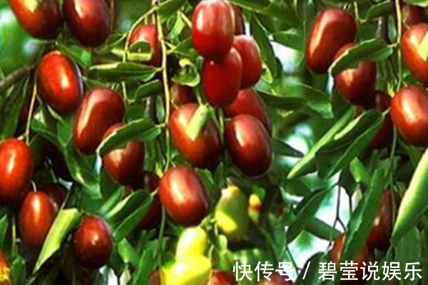癌症研究|大枣营养价值高，常吃对3种肿瘤有预防，现在知道还不晚
