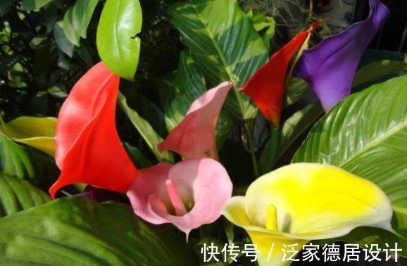 马蹄莲|农历6月28号起,最适合养这些花,四季开花不断,开花美长势旺