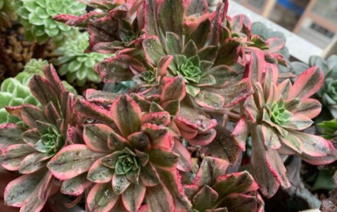 长势|多肉法师别光养黑法师,试试甜茶多肉,长势旺出锦美,后悔晚知道