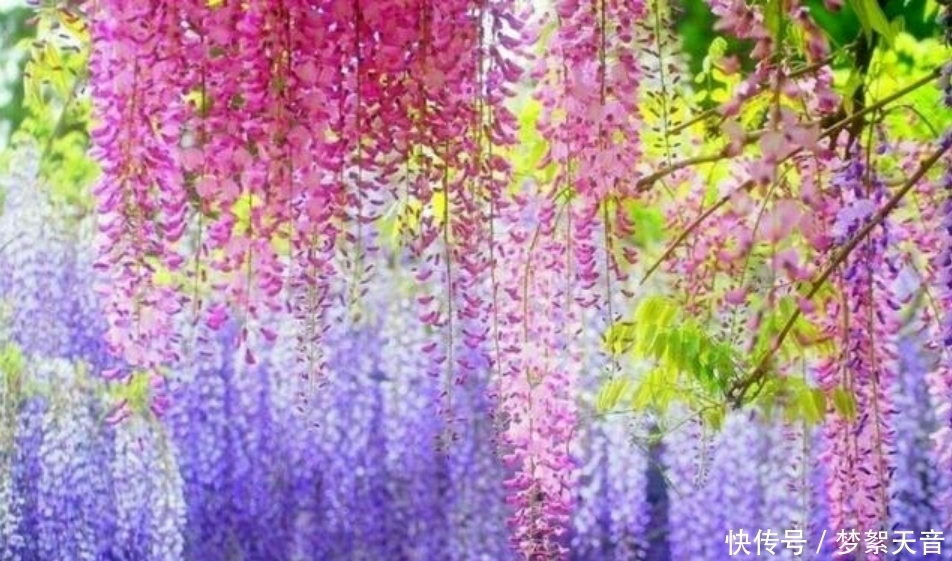 4种富贵花,添福添贵添好运,迷人的花朵,开满整个花盆