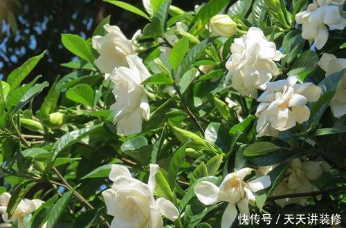 蓝雪花|家里养这3种花,6月搬出去使劲晒,晒得越狠开花越旺