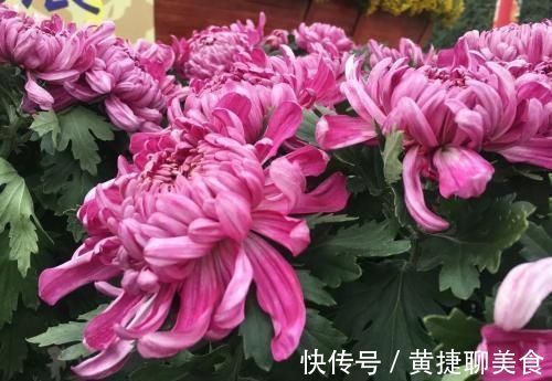 这两种花开过了，抓紧时间剪一剪，再等两个月又能开花