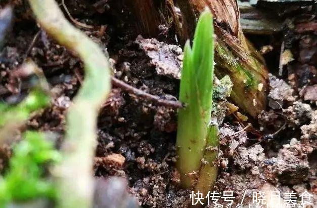 剪掉叶片的兰花，还能成活再生吗？兰友：合理操作，兰株更漂亮