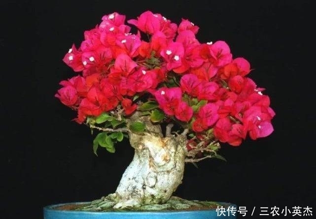  养护|大盆栽的三角梅应该怎么养护呢? 听花农小伟教你