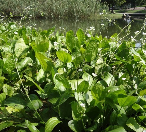 肠炎泄泻|泽泻可入药,主治肾炎水肿、肾盂肾炎、肠炎泄泻、小便不利等症