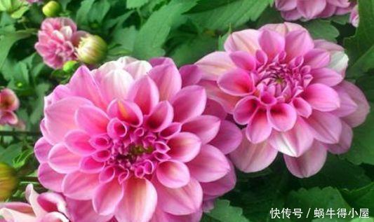 4种花深受花友的喜欢,开花爆盆很简单,花香四溢,花朵烂漫迷人