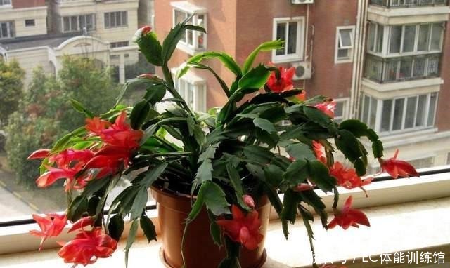 下个月是蟹爪兰的关键时期,有3个细节要注意,否则开花掉一半!