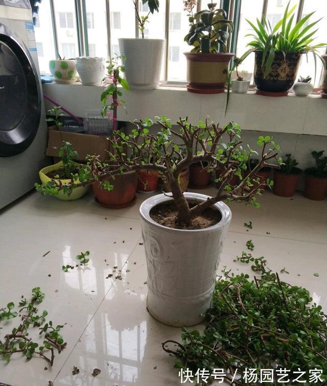 养金枝玉叶盆景，光浇水施肥没用，得会修剪才行，枝叶一少价值高