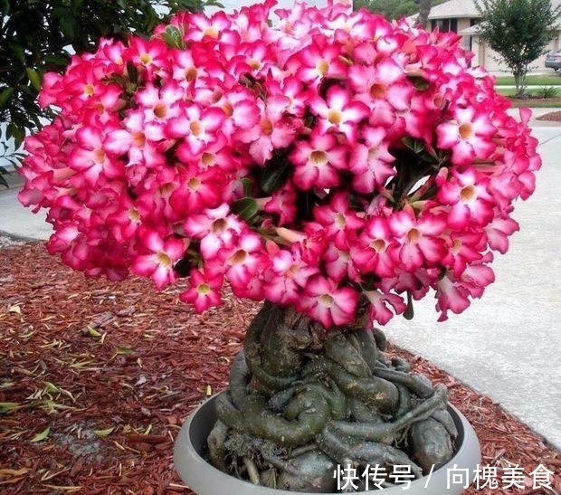 花花|沙漠玫瑰不难养，15天冒新芽，年年都开花！