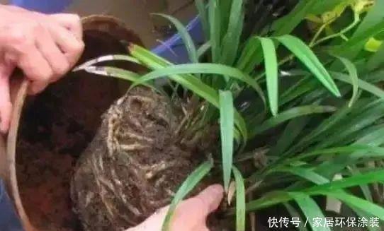 移栽|养花换盆换土知识点：夏季给这4种植物分株移栽，注意别伤根