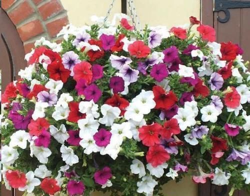 养护|阳台再小,也要养4种花,一年开花230天,轻松开成小花园