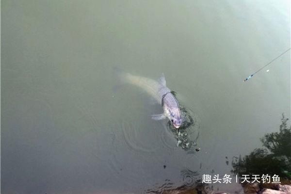 大鱼|自然水域野钓大鱼，用了这些招数，效果出奇的好，大鱼连竿上