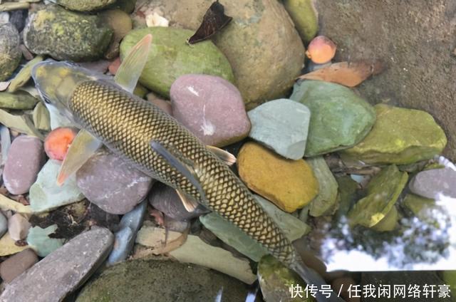山林|消失的“溪流女王”,钓这种鱼曾是许多南方人的童年记忆