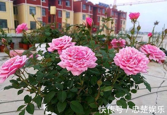 让月季成为开花机器,少不了这些操作,可说是养月季的“神助攻”