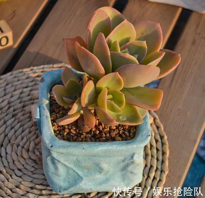 伤口|多肉长花箭该如何处理？除了剪掉，还要这么处理花箭和术后母株