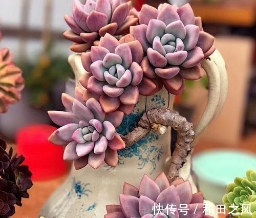 多肉浇水大全，掌握了轻松养成肉墩子，5分钟学会！