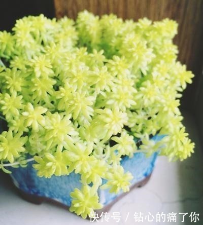 这“三多肉”都是爆崽王,上色快香气浓,2个月养成多头小胖墩!