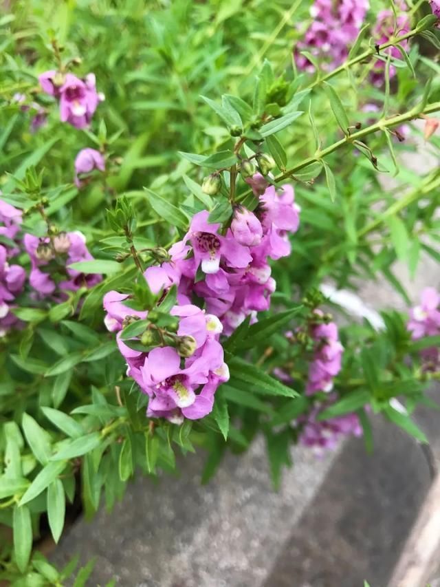 地区|几种很耐热耐晒的开花植物,寒冷地区可露地栽种,花量多,花期长