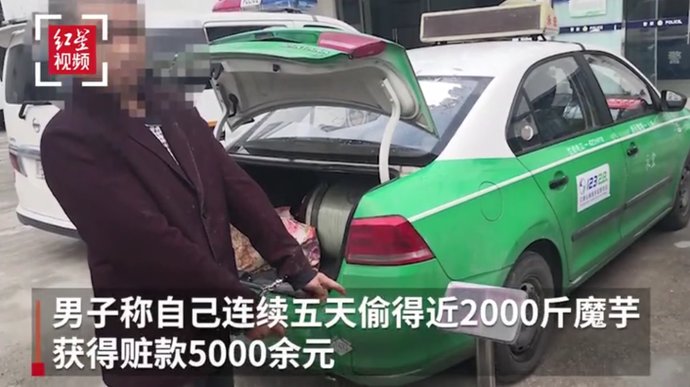 网上|网上送花送火箭开销大，男子竟偷近2000斤魔芋卖钱打赏主播