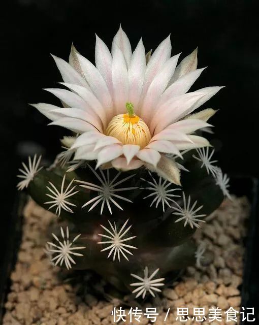 第一次见这么美的仙人掌花!大开眼界!