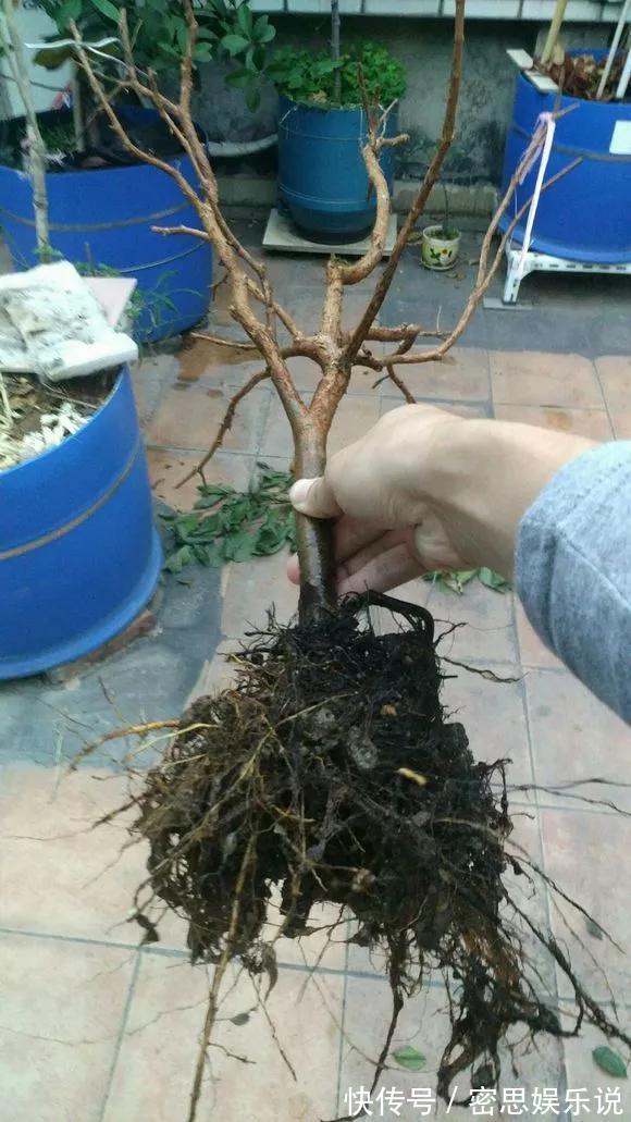 停水|花儿出现3种情况,最好尽快换盆,否则花儿危险