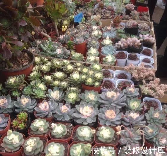 阳台|封闭阳台上,禁止养3种花,理想丰满,现实打脸,白白浪费钱