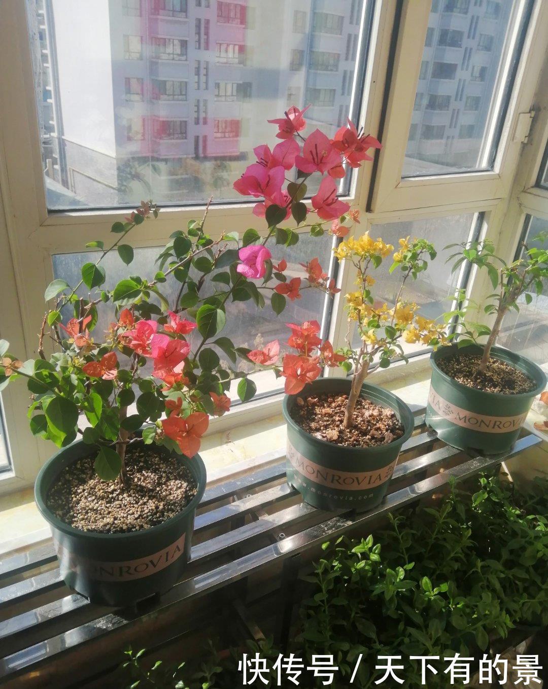 一片叶子一簇花,花量比叶密,难怪在阳台,它站C位