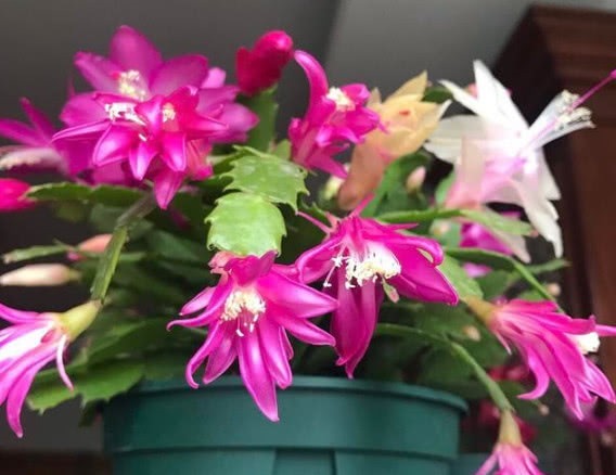 最全面的蟹爪兰养护秘诀，叶片肥厚，颜色鲜艳花苞多，年年开爆盆