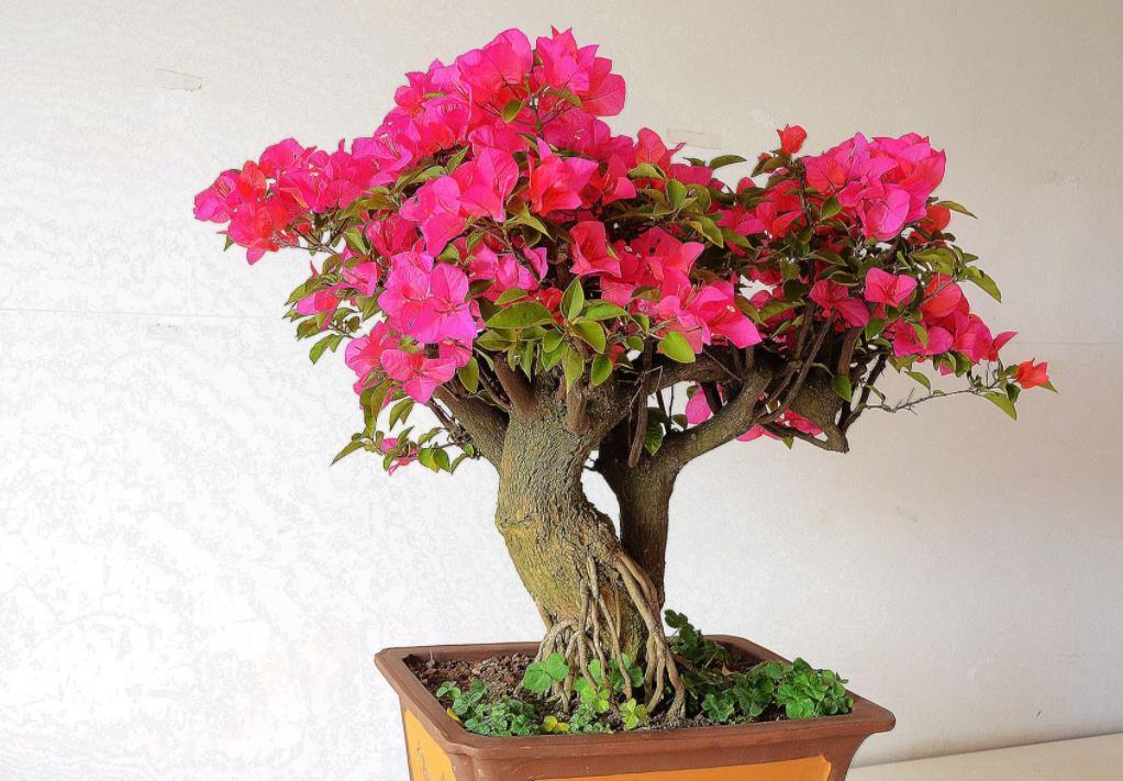 四季|家庭养三角梅，不达到这4个条件，盆栽很难四季开花