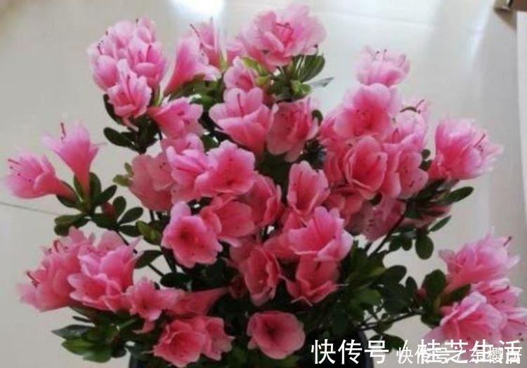 几款花卉超好养的,只要给水就疯长,一天一个样,美极了