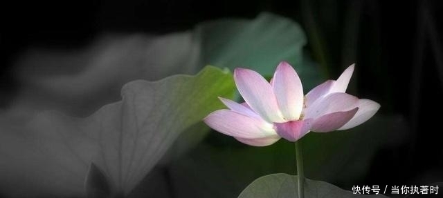 开悟|开悟的人最可怕,人生至高境界,全在《金刚经》这三句话中