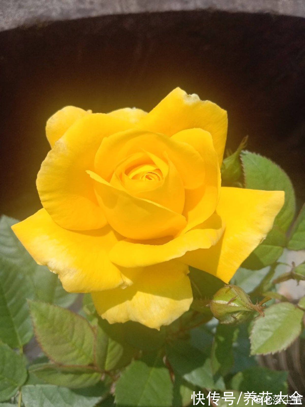 金丝雀|10种常见月季花图鉴，不要再问别人了，自己收藏慢慢看