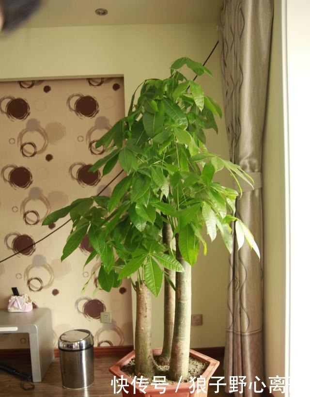 养发财树，注意1个小细节，不烂根不黄叶，嫩叶蹭蹭长，枝繁叶茂！