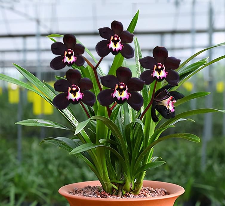 少见的黑紫色兰花：墨雪姬，花香浓郁，叶片常青，几乎零缺点