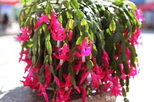 蟹爪|最厉害的养花营养液,给蟹爪兰喝一勺,蹭蹭冒花芽,花开满枝头!